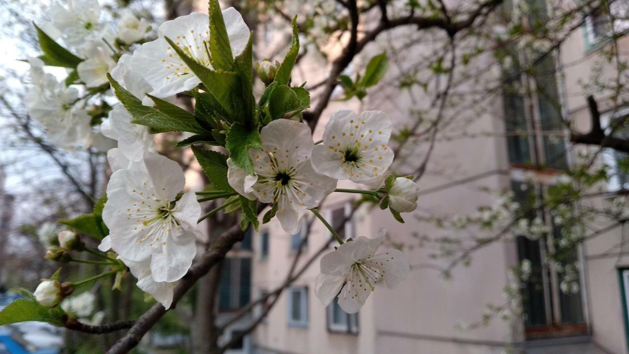 Gesztenyes Apartman Miskolc Exteriör bild